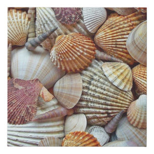 Sea Shells Faux Canvas Print