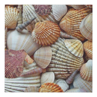 Sea Shells Faux Canvas Print