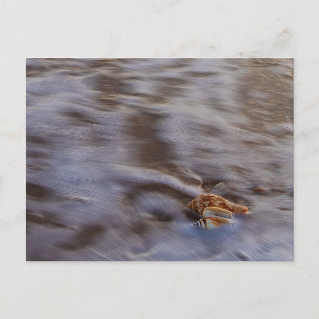 Sea Shells in Surf Postcard (Front)