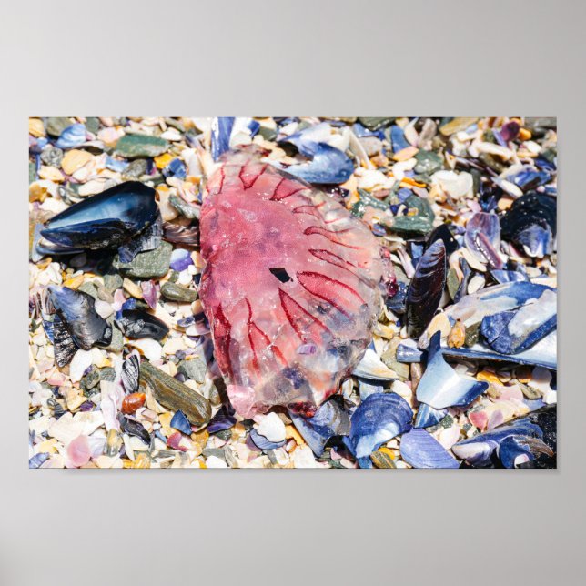 Sea Shells Jellyfish Ocean Beach View Poster (Front)