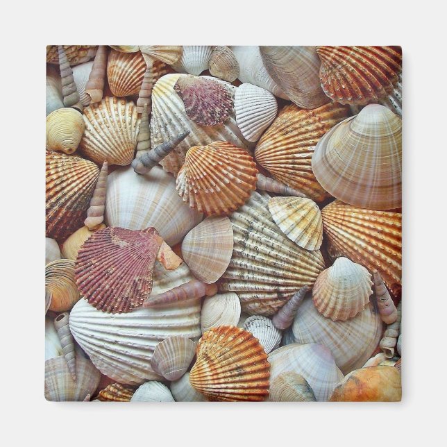Sea Shells Magnet (Front)