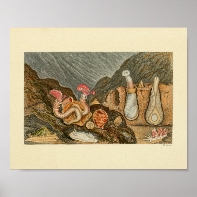 Sea Shells Marine Tubes Color Art Print (Front)