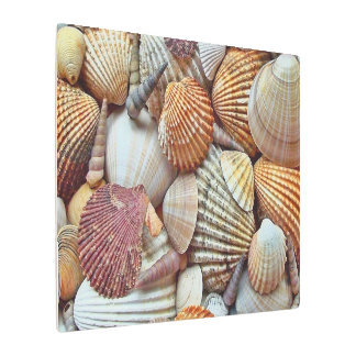 Sea Shells Metal Print