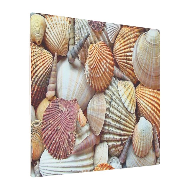 Sea Shells Metal Print (Angled)