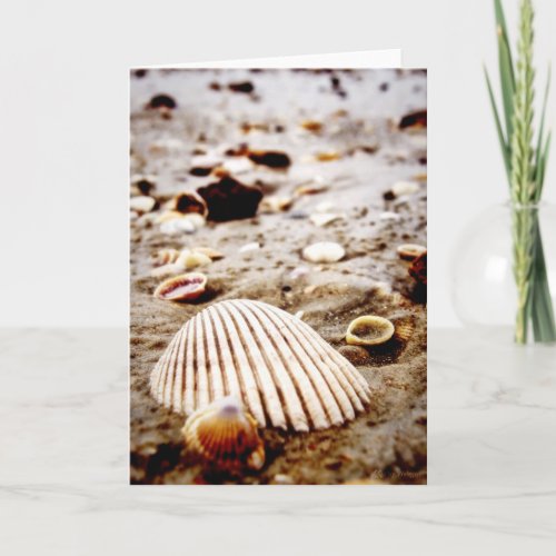 Sea Shells on Krabi Beach  Card