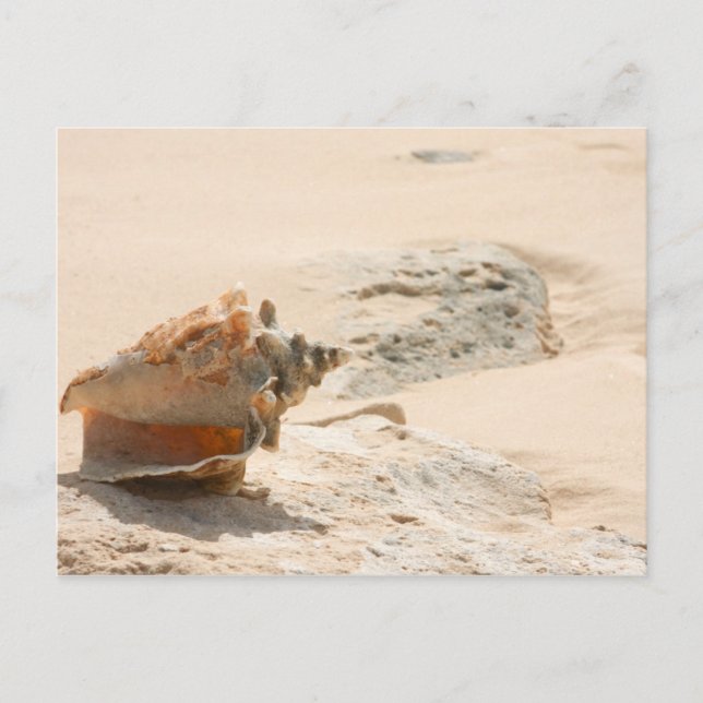 Sea Shells On The Beach Postcard (Front)