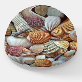 Sea Shells Paperweight