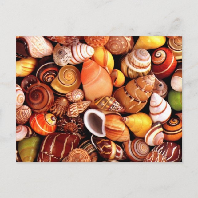 Sea Shells Postcard (Front)