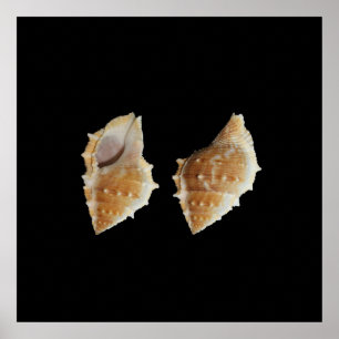 Sea Shells Poster