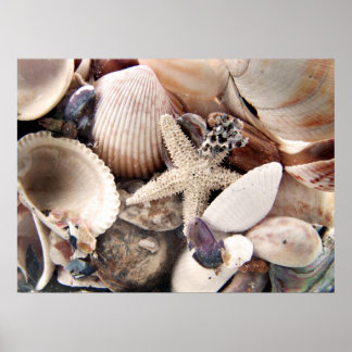 Sea Shells Poster