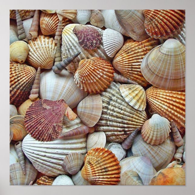 Sea Shells Poster (Front)