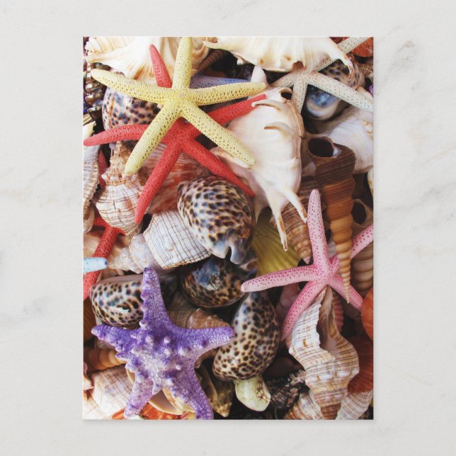 Sea Shells Starfish Colorful Shell Postcard (Front)