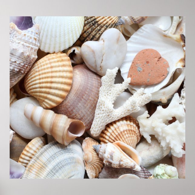 Sea Shells Stones Coral Background Poster (Front)