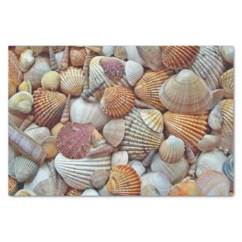 Sea Shells