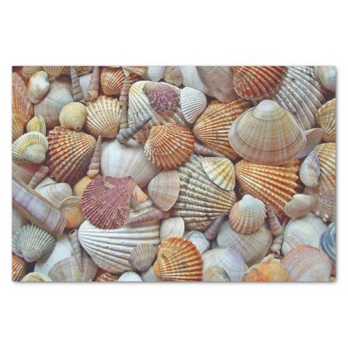 Sea Shells Tissue Paper