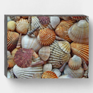 Sea Shells Wooden Box Sign