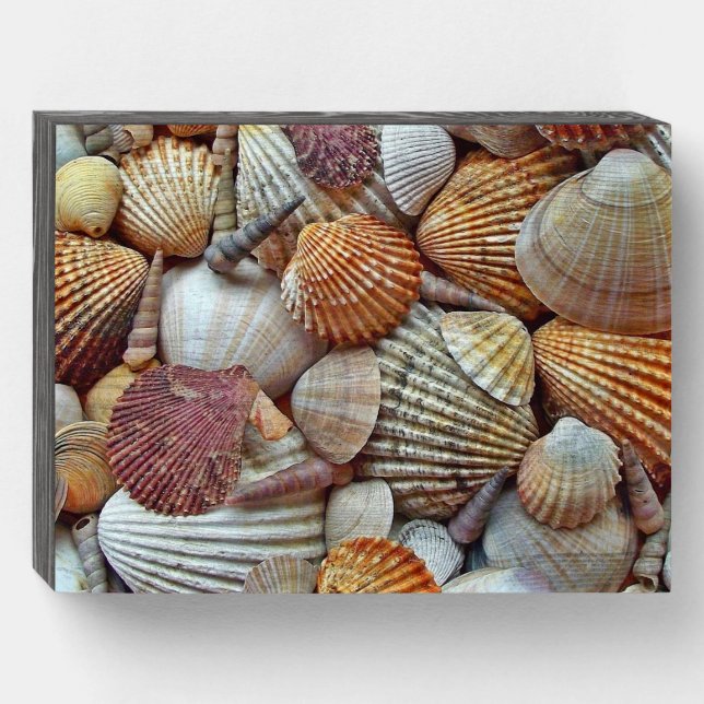Sea Shells Wooden Box Sign (Front Horizontal)