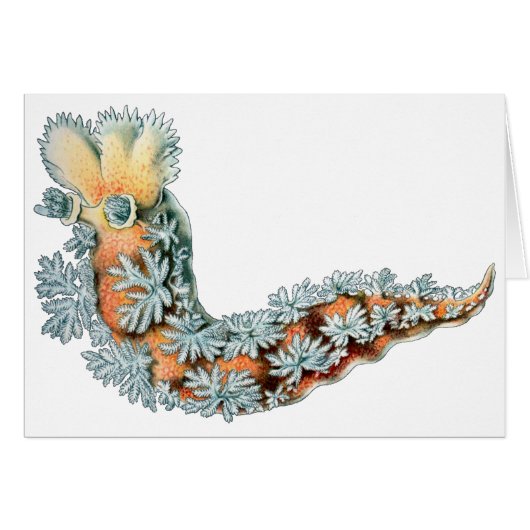 Sea Slug Cards (Front Horizontal)