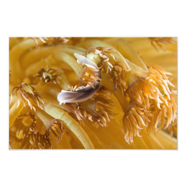 Sea Slug on Yellow Anemone Photo Print (Front)