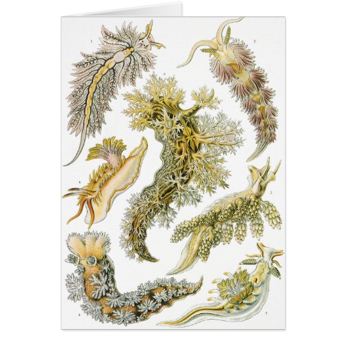 Sea Slugs by Ernst Haeckel Vintage Nudibranchia