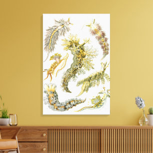 Sea Slugs by Ernst Haeckel, Vintage Nudibranchia Canvas Print