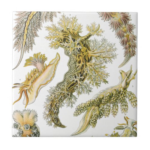 Sea Slugs by Ernst Haeckel Vintage Nudibranchia Ceramic Tile