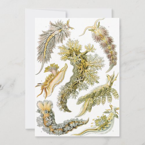 Sea Slugs by Ernst Haeckel Vintage Nudibranchia Invitation