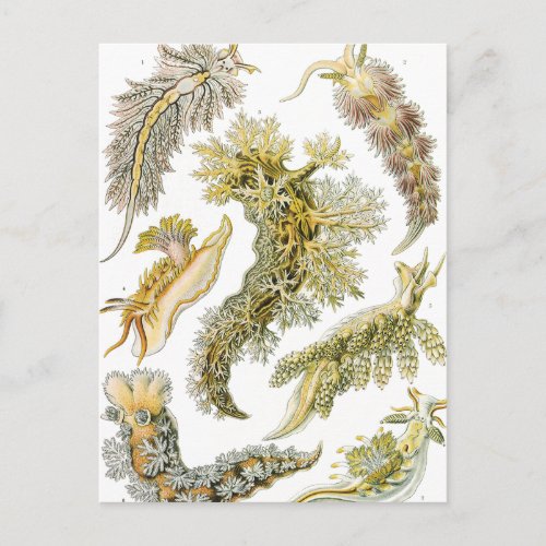 Sea Slugs by Ernst Haeckel Vintage Nudibranchia Postcard