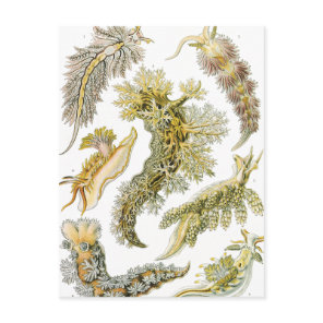Sea Slugs by Ernst Haeckel, Vintage Nudibranchia Postcard
