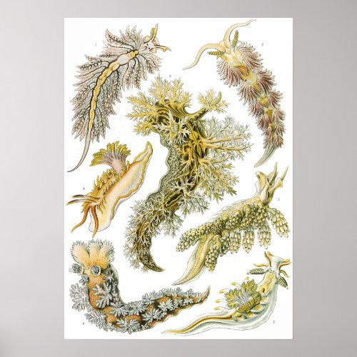 Sea Slugs by Ernst Haeckel Vintage Nudibranchia Poster