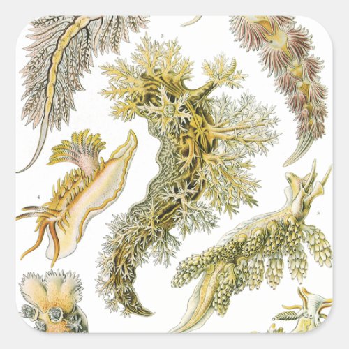 Sea Slugs by Ernst Haeckel Vintage Nudibranchia Square Sticker