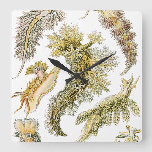 Sea Slugs by Ernst Haeckel Vintage Nudibranchia Square Wall Clock