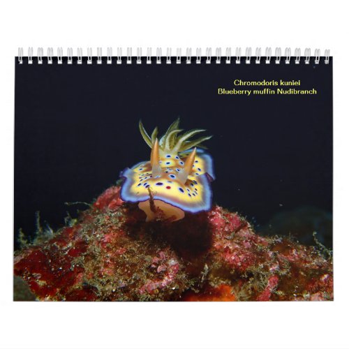 Sea Slugs Calendar