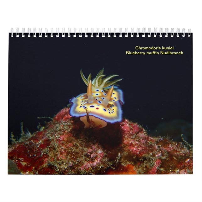 Sea Slugs Calendar (Cover)