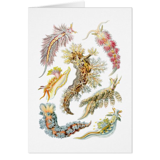 Sea slugs cards (Front)