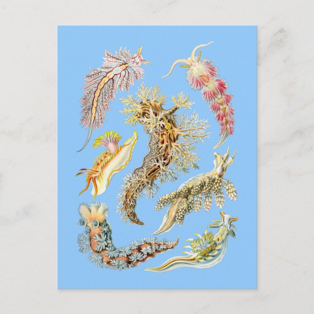 Sea slugs postcard (Front)