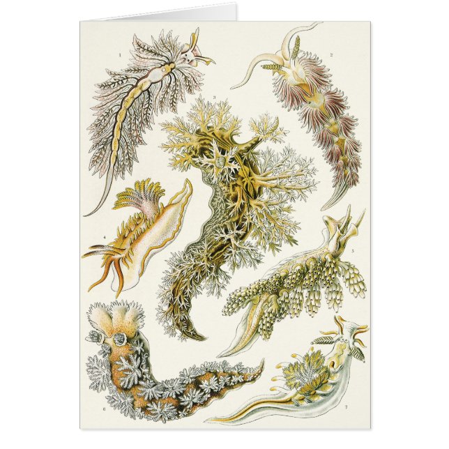Sea Slugs, Snails by Ernst Haeckel, Vintage Animal (Front)