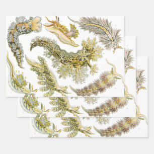 Sea Slugs, Snails by Ernst Haeckel, Vintage Animal Wrapping Paper Sheets