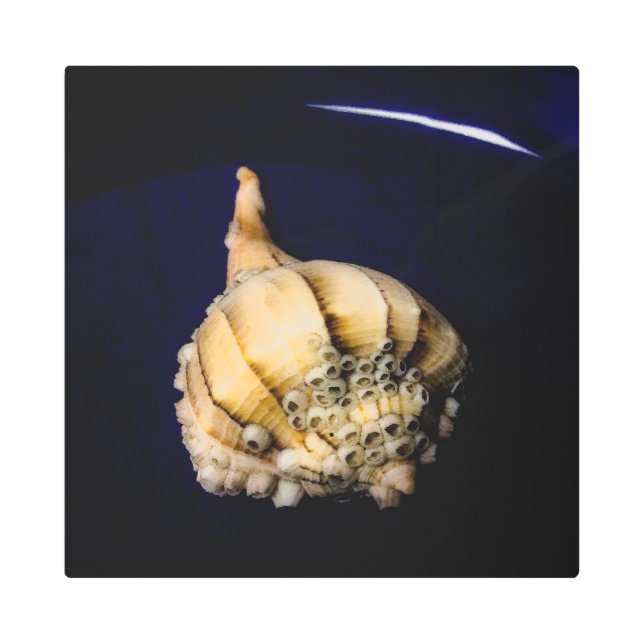 Sea Snail Shell with Barnacles Metal Print (Front)