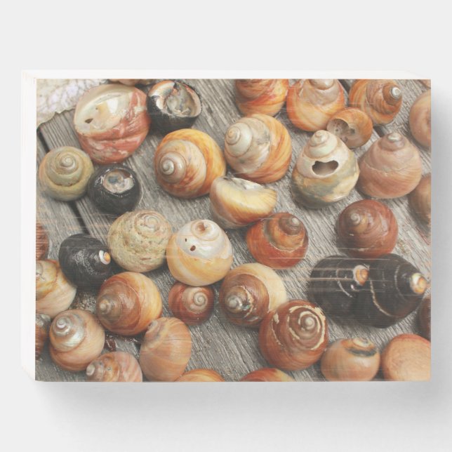 sea snail shells in group close up wooden box sign (Front Horizontal)