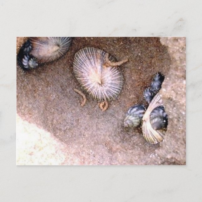 Sea Snails and Barnacles Postcard (Front)
