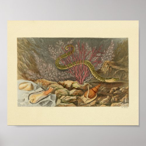 Sea Snake Coral Ocean Life Print