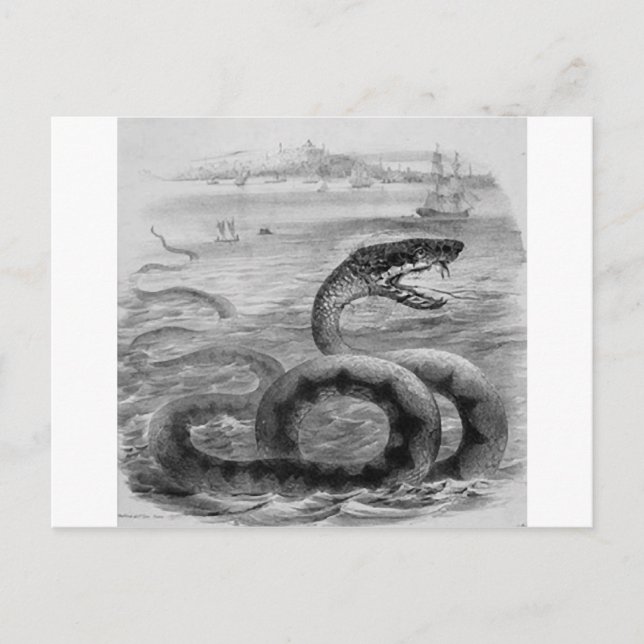Sea Snake/Serpent Postcard (Front)