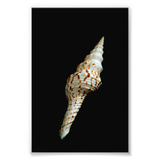 Sea Spindle Photo Print