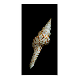Sea Spindle Poster