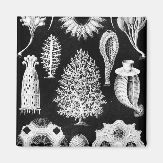 Sea Sponge Cream on Black Magnet (Front)