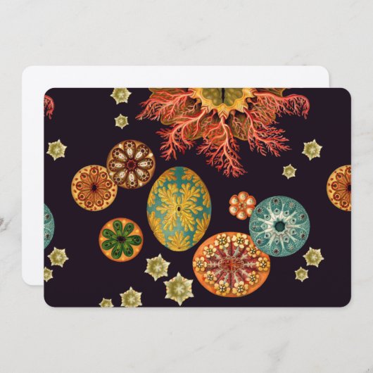 Sea Squirt Remix (Front/Back)