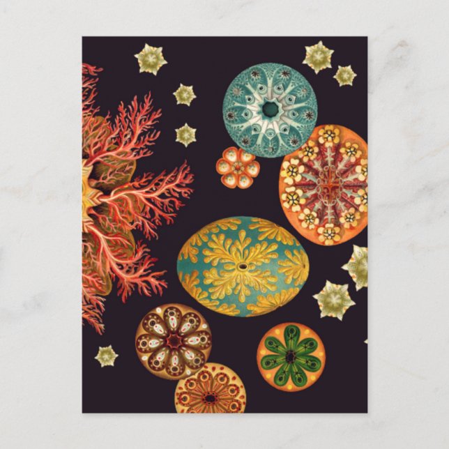 Sea Squirt Remix Postcard (Front)