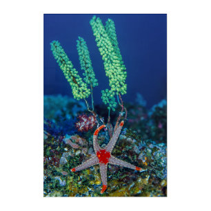 Sea Star and Tunicate Acrylic Print