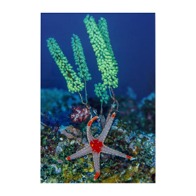 Sea Star and Tunicate Acrylic Print (Front)